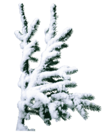 Snow Tree Png